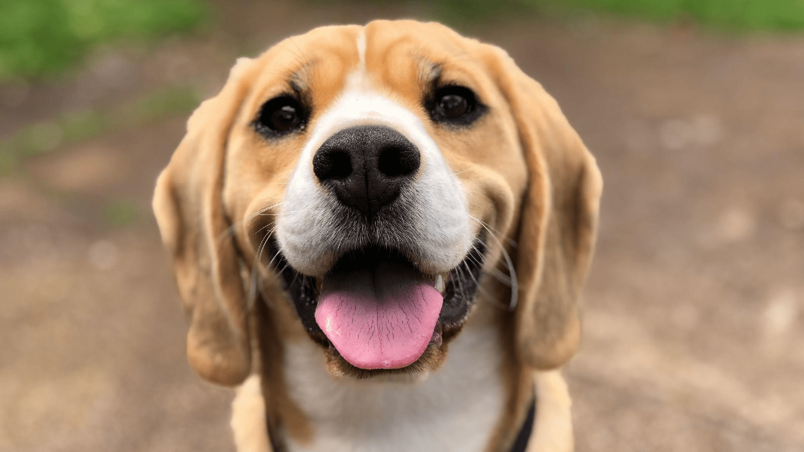 chien