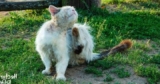 Coco Chat : comment les contacter ?