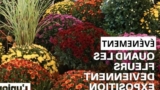 Inauguration insolite: quand les chrysanthèmes deviennent symboles d&rsquo;investissements économiques