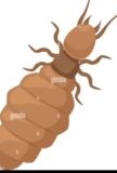 Inspection des termites de prêt VA : le processus
