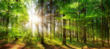 Investissement dans la forêt : Une stratégie verte pour diversifier votre portefeuille
