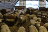 L&rsquo;élevage de moutons est-il rentable ?