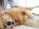 Peut-on me retirer mon chien ? Comprendre vos droits et les règles de protection animale