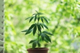 Puis-je planter du chanvre chez moi ?
