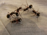 Comment éliminer les fourmis dans un appartement ?
